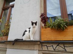 Cute cat in the Neustadt residential area